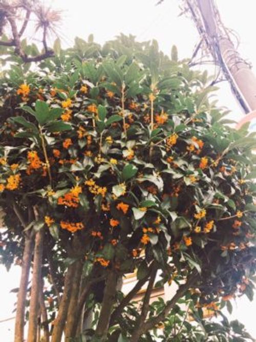 キンモクセイの水やりや育て方について Greensnap グリーンスナップ