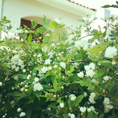 白と黄色の花が特徴 モッコウバラについて Greensnap グリーンスナップ