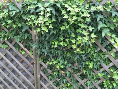 ワイヤープランツなど フェンスにおすすめの植物をご紹介 Greensnap グリーンスナップ