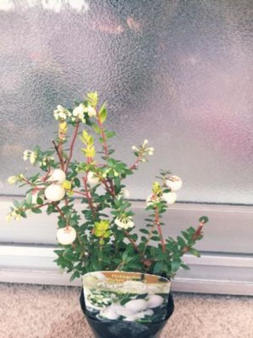 花にも注目 ハッピーベリー Greensnap グリーンスナップ