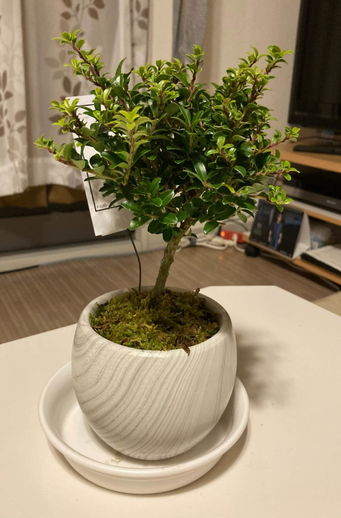キンメツゲ 鉢植え