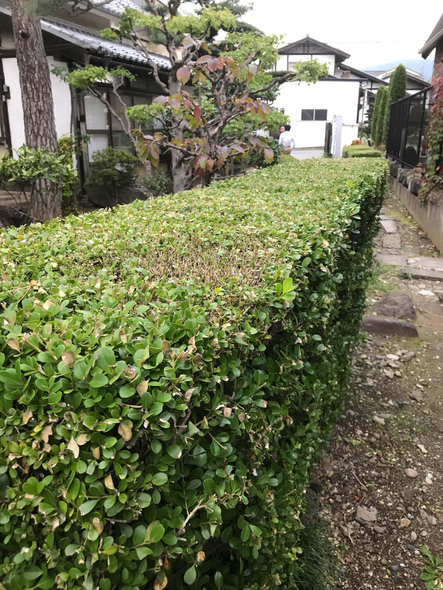 ツゲ 育て方剪定 | ツゲの透かし剪定 – VIIN
