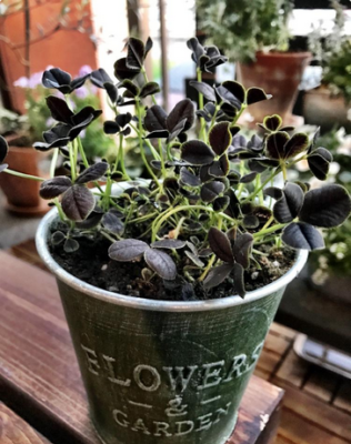 スクリーンショット 2017-02-10 10.14.43