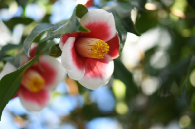 スクリーンショット 2017-01-12 11.24.21