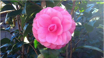 スクリーンショット 2017-01-12 11.28.21