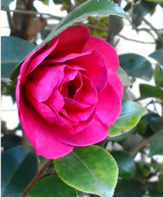 スクリーンショット 2017-01-12 11.39.19