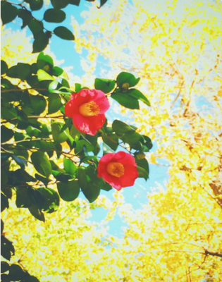 スクリーンショット 2017-01-12 13.32.29