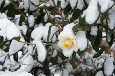 スクリーンショット 2017-01-12 13.34.47