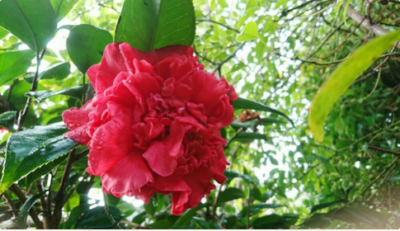 スクリーンショット 2017-01-12 13.46.05