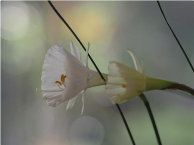 スクリーンショット 2017-01-20 12.41.49