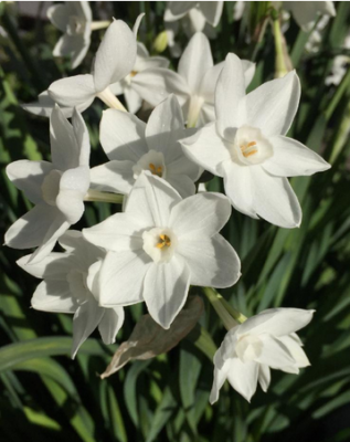 スクリーンショット 2017-01-20 18.02.15