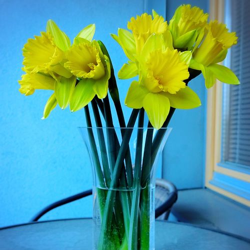 スッとのびる 凛とした姿が印象的 冬景色が似合うスイセンの魅力とは Greensnap グリーンスナップ スッとのびる 凛とした姿が印象的 冬景色が似合うスイセンの魅力とは Greensnap グリーンスナップ