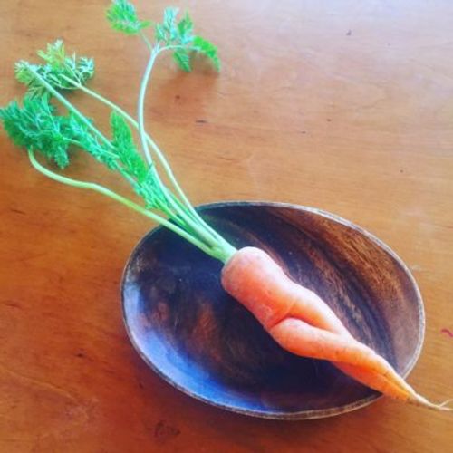 セクシー人参から 赤ちゃん大根まで へんてこなカタチの野菜が大集合 Greensnap グリーンスナップ