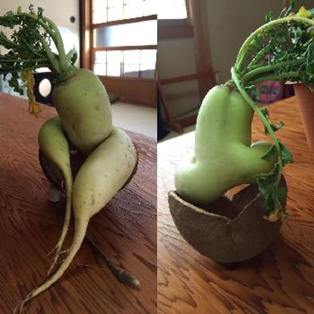 1480938530632_thum_1480938530120_thum_tmp