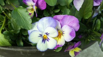 スクリーンショット 2017-01-26 10.52.42