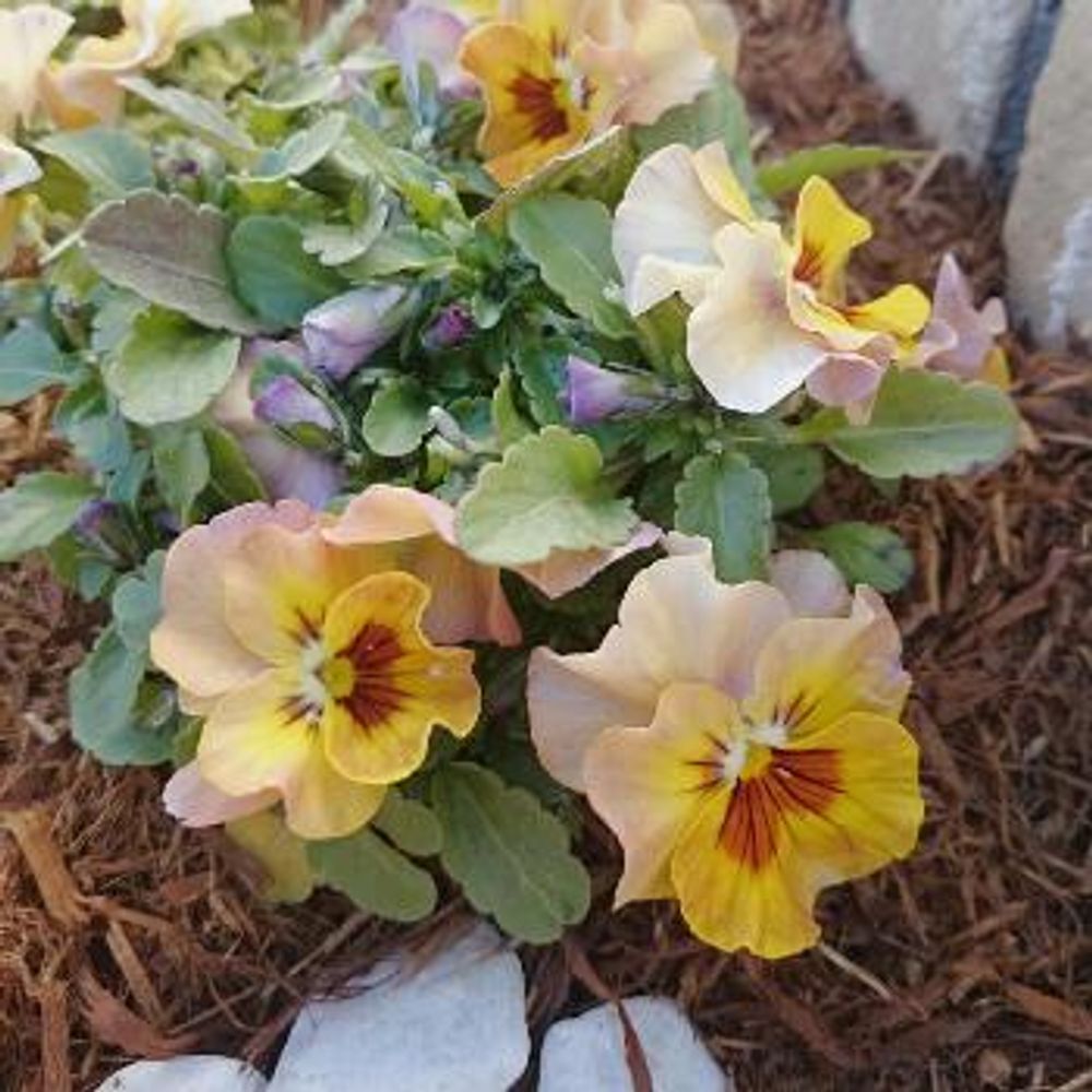 1484368368908_thum_1484368368492_thum_sample