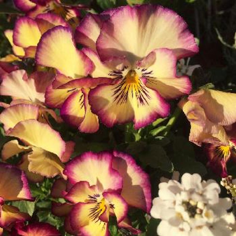 1485076017570_thum_1485076017095_thum_tmp