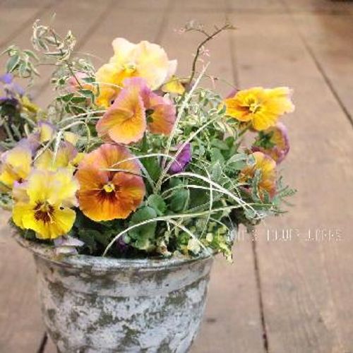 センスのあるパンジーの寄せ植え方 Greensnap グリーンスナップ センスのあるパンジーの寄せ植え方 Greensnap グリーンスナップ