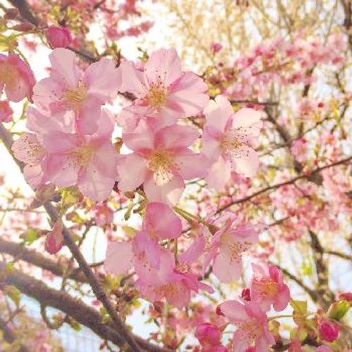 河津桜が見頃を迎え 春はもうすぐそこ そんな早咲き桜の魅力とは Greensnap グリーンスナップ 河津桜が見頃を迎え 春はもうすぐそこ そんな早咲き桜の魅力とは Greensnap グリーンスナップ