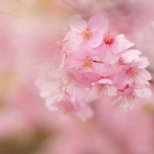河津桜が見頃を迎え 春はもうすぐそこ そんな早咲き桜の魅力とは Greensnap グリーンスナップ