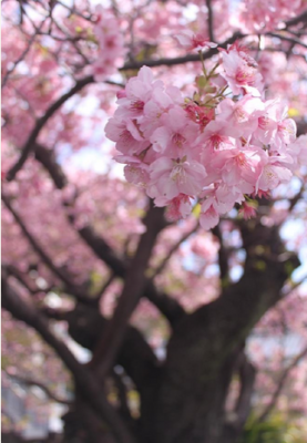 スクリーンショット 2017-02-10 13.51.54