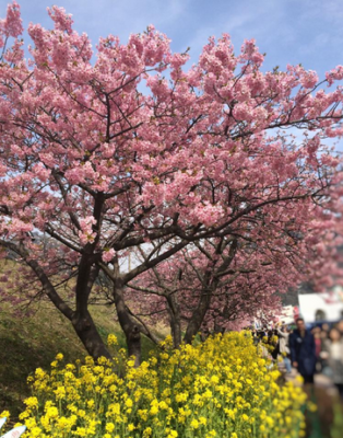 スクリーンショット 2017-02-10 13.53.27