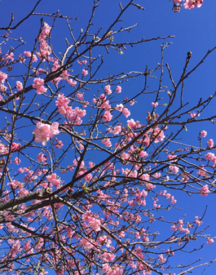 スクリーンショット 2017-02-10 15.20.58