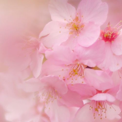 河津桜が見頃を迎え 春はもうすぐそこ そんな早咲き桜の魅力とは Greensnap グリーンスナップ
