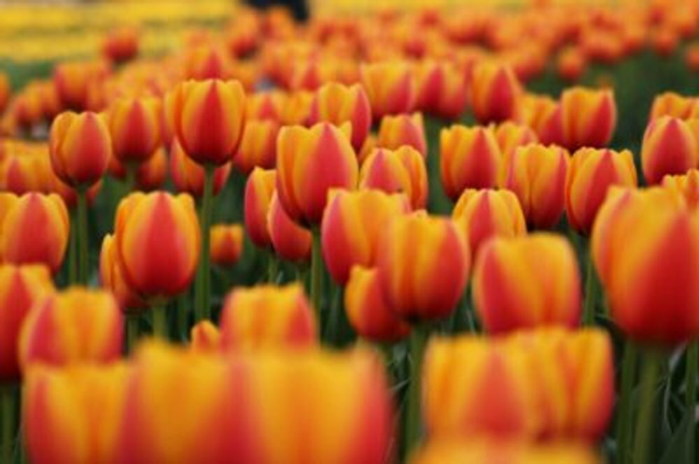 Photo by caramel vanillaさん