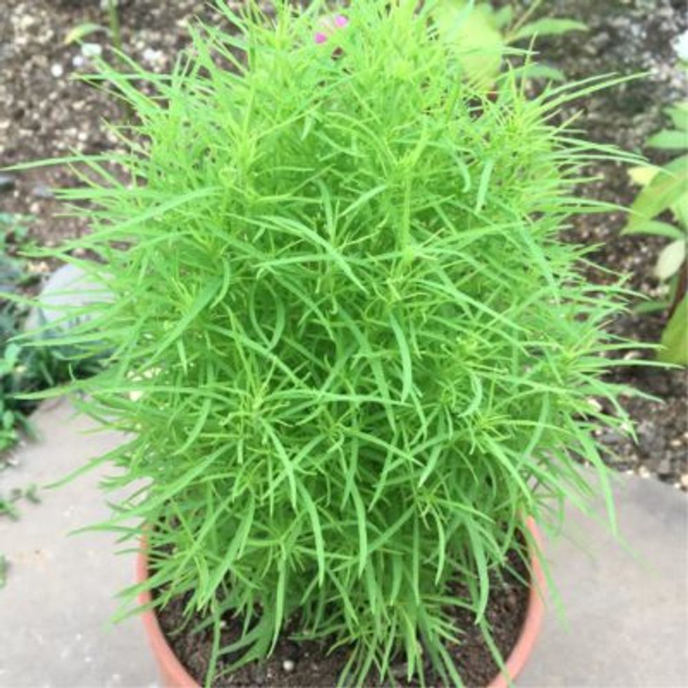 Photo by すばるさん