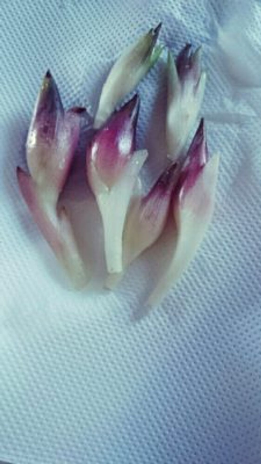 Photo by ごーれむさん