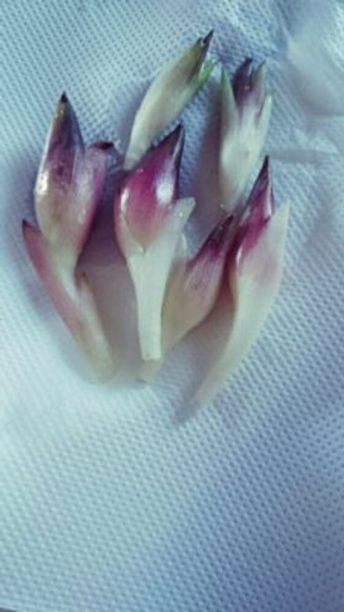 ミョウガを自宅で栽培しよう 柵を使って上手に育てるコツ Greensnap グリーンスナップ ミョウガを自宅で栽培しよう 柵を使って上手に育てるコツ Greensnap グリーンスナップ