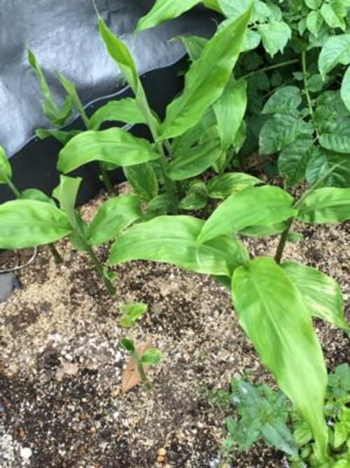 ミョウガを自宅で栽培しよう 柵を使って上手に育てるコツ Greensnap グリーンスナップ