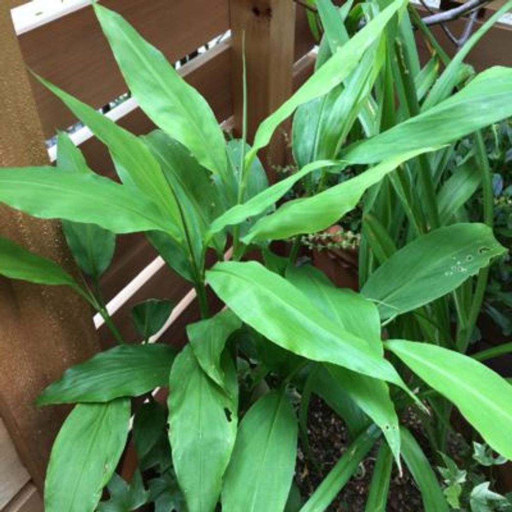 Photo by reycaさん