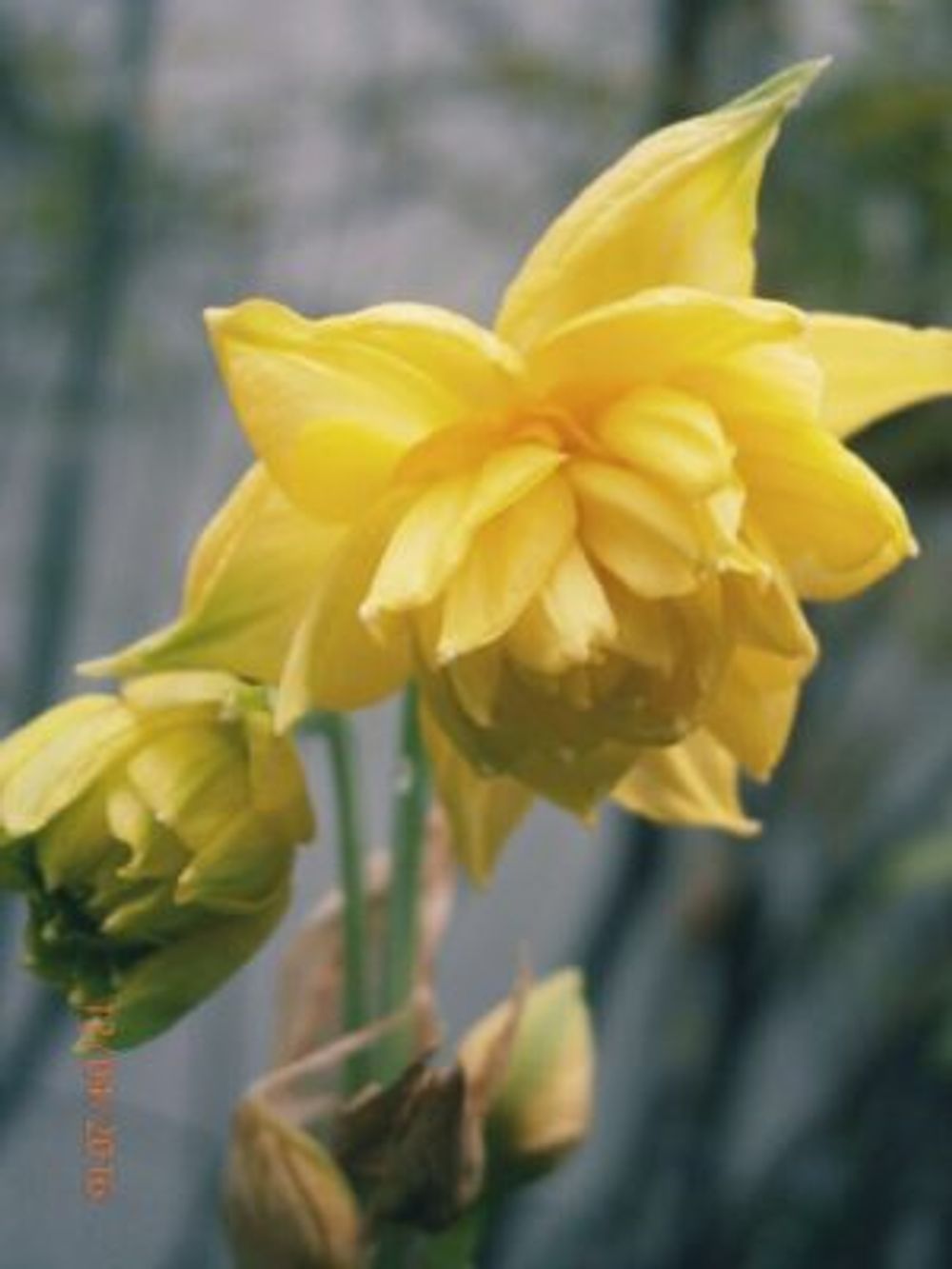 Photo by しまおさん