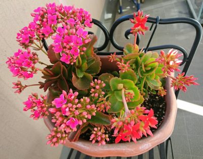 センスが問われる？カランコエで寄せ植えにチャレンジ｜🍀GreenSnap