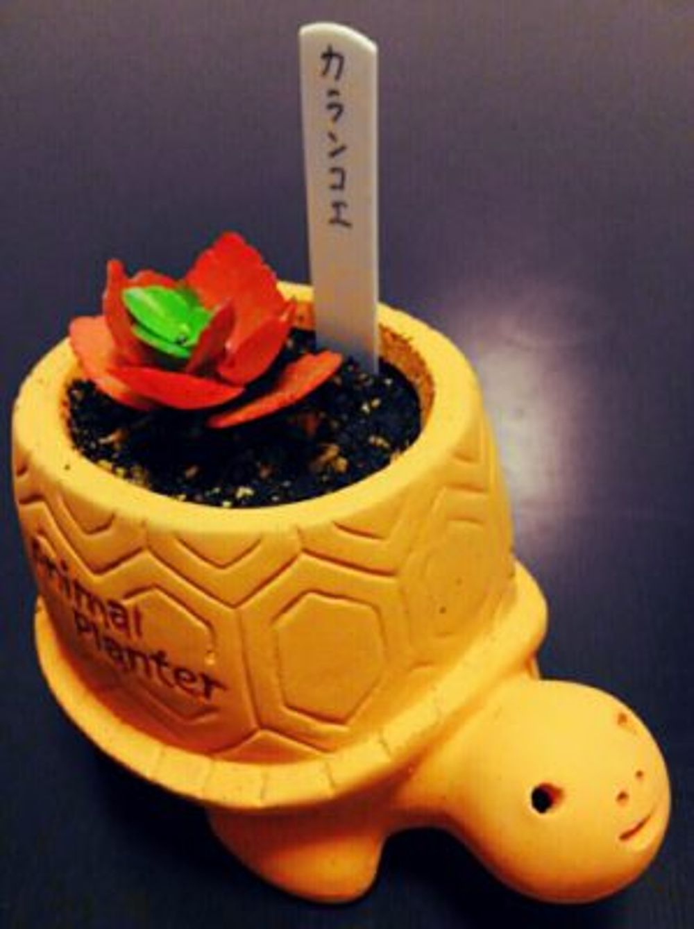 Photo by うにさん