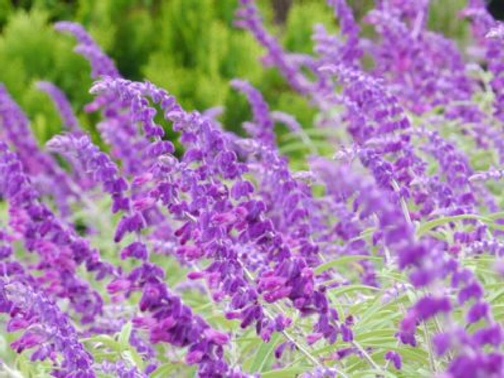 Photo by 愛弟子さん