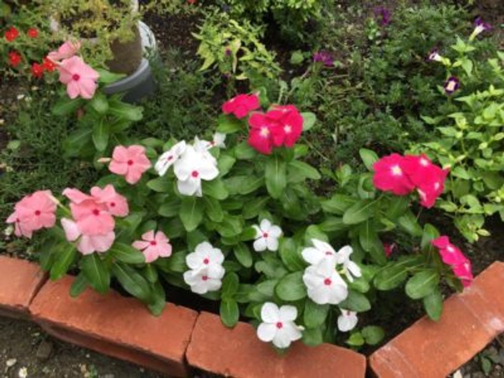 Photo by ERImothさん