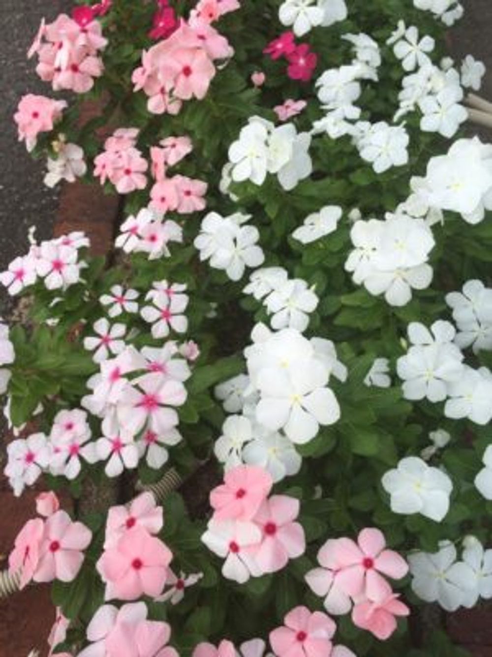 Photo by はーちゃんさん