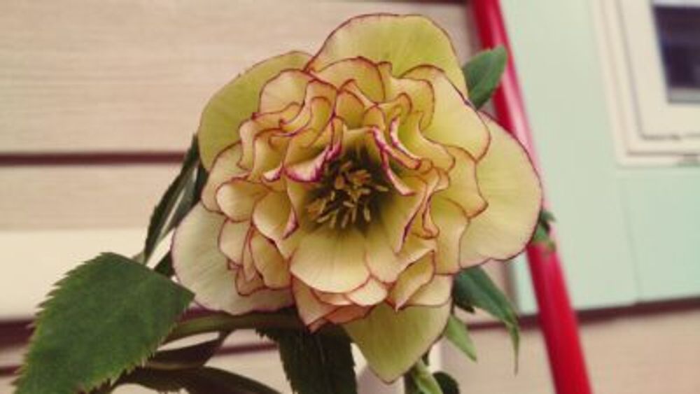 Photo by えみっぺさん