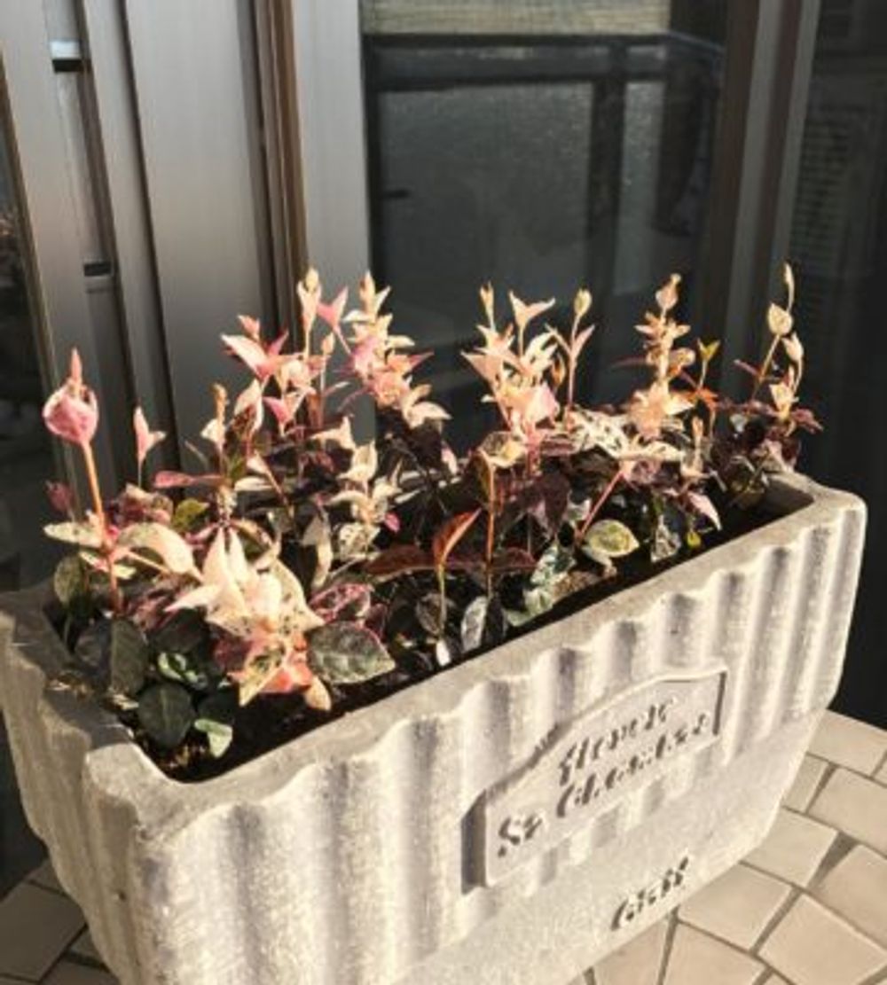 Photo by ライラさん