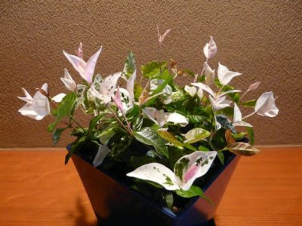 Photo by ライチさん