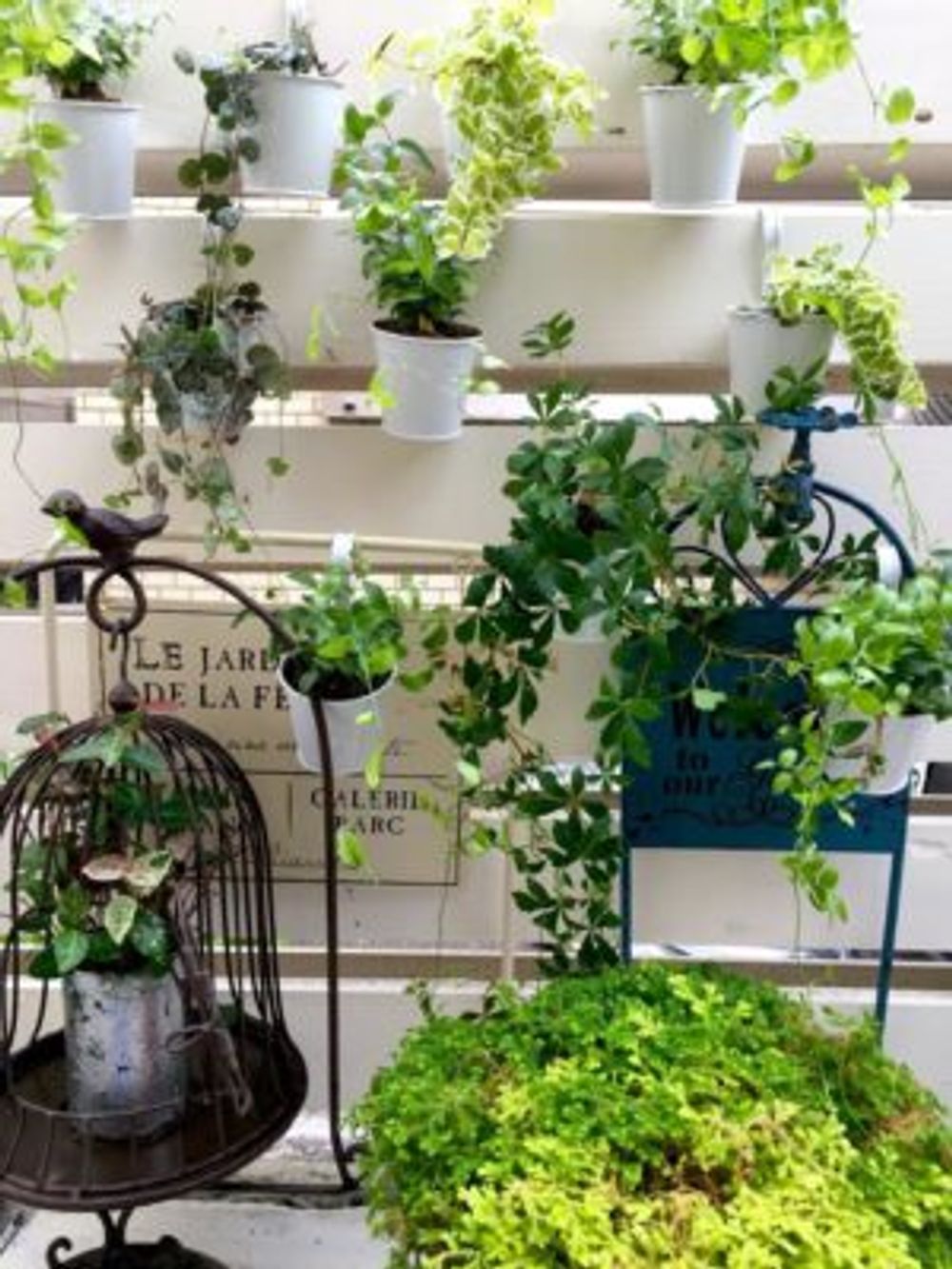 Photo by ダイヤモンドリリーさん