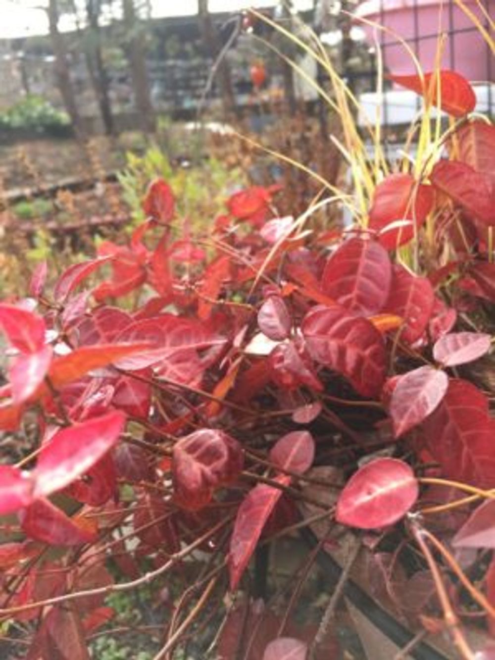 Photo by yuki.Iさん