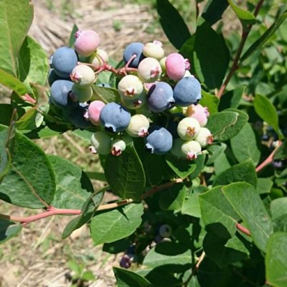 Photo by ぴろりさん