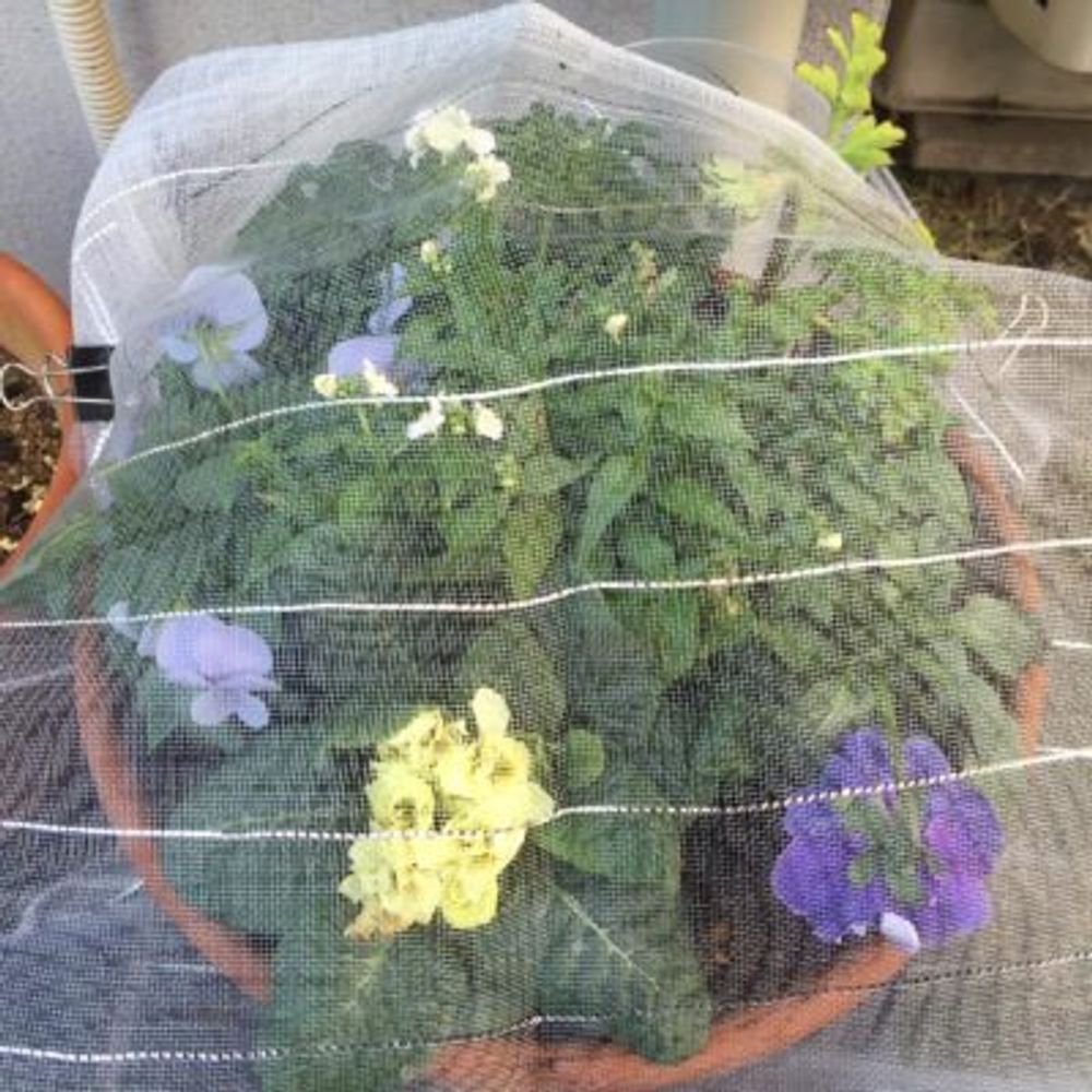 Photo by dahliaさん