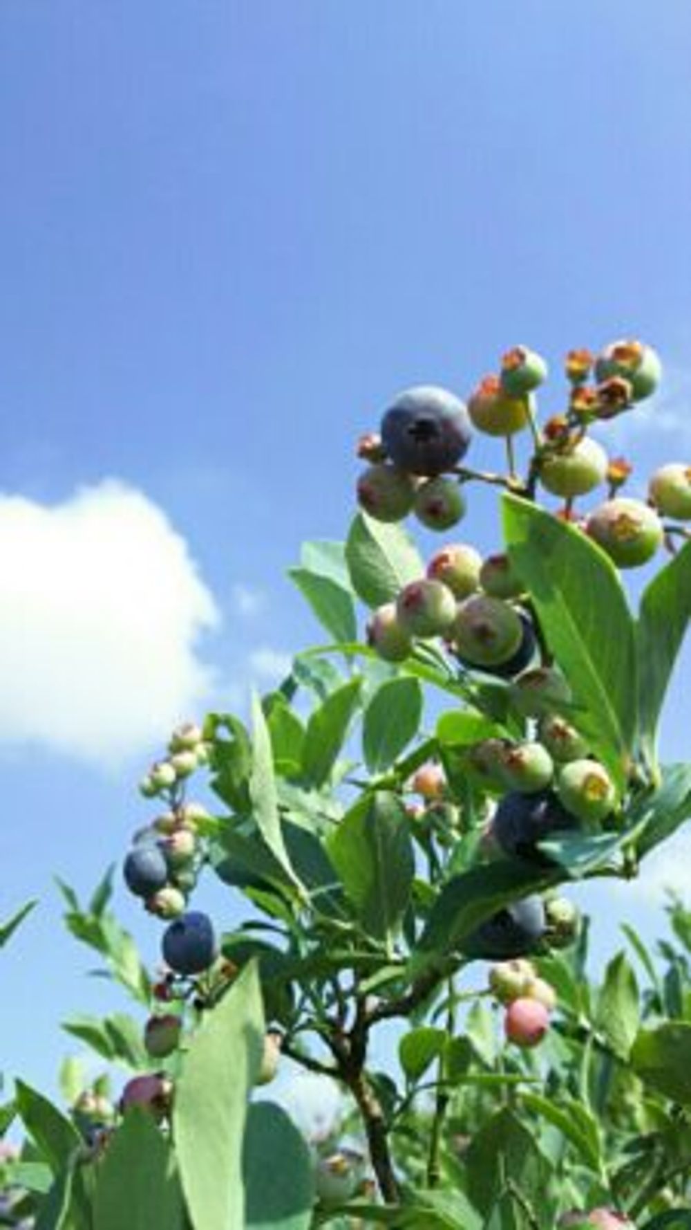 Photo by さくらさん