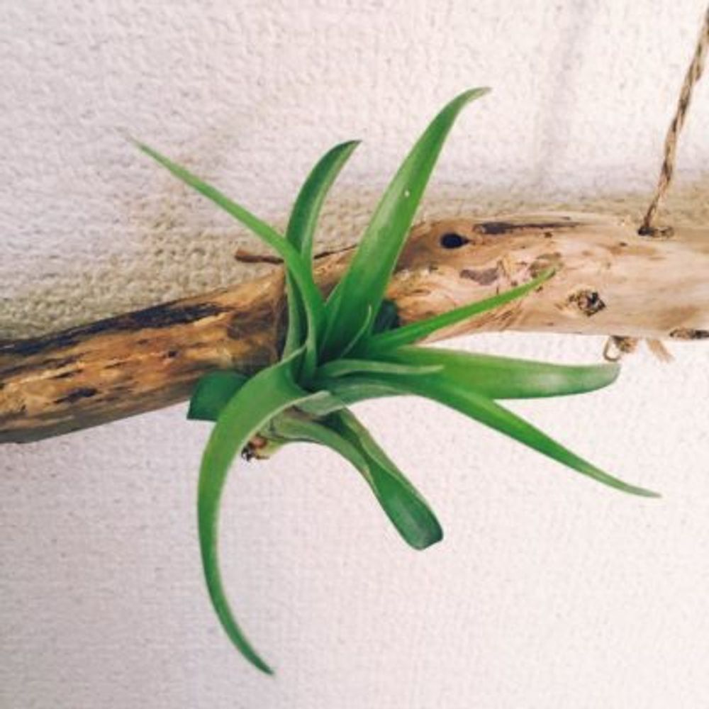 Photo by ほなちゃんさん