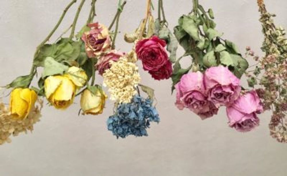 Photo by プリティーローズさん